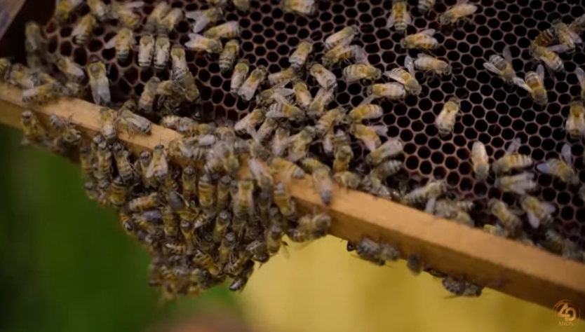 abejas