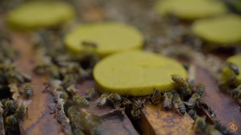 abejas 3